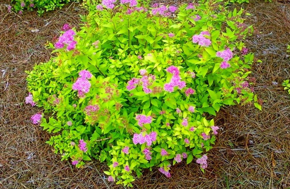 Japán gyöngyvessző (Spiraea japonica ‘Goldmound’)