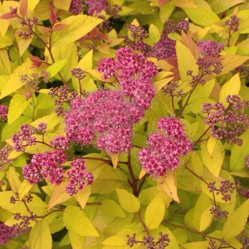 Japán gyöngyvessző (Spiraea japonica ‘Firelight’)