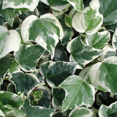 Tarka borostyán ‘Gloria de Marengo’ (Hedera helix ‘Gloria de Marengo’)
