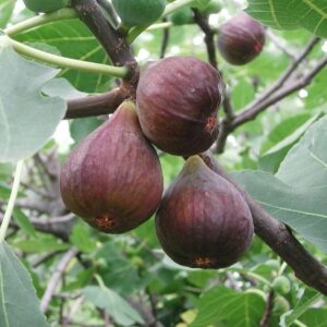 Füge (Ficus carica ‘Helen’)