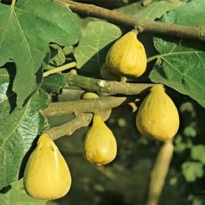Füge (Ficus carica ‘Brogiotto Bianco’)
