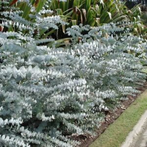 Eukaliptusz (Eucalyptus cinerea ‘Silver Dollar’)