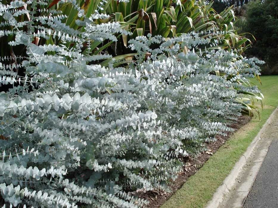 Eukaliptusz (Eucalyptus cinerea ‘Silver Dollar’)