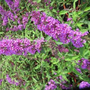 Nyári orgona (Buddleja davidii ‘Border Beauty’)