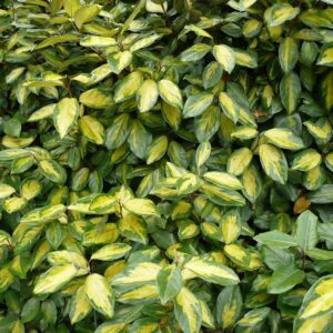 Tarka ezüstfa (Elaeagnus × ebbingei ‘Limelight’)