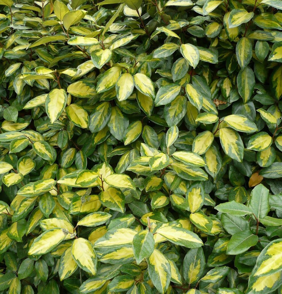 Tarka ezüstfa (Elaeagnus × ebbingei ‘Limelight’)