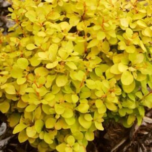 Japán borbolya (Berberis thunbergii ‘Goldalita’)