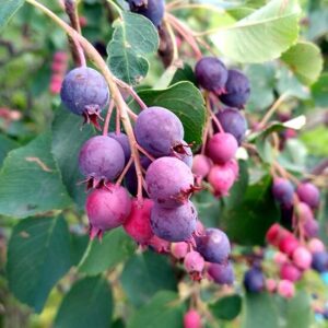 Fanyarka (Amelanchier alnifolia ‘Sleyt’)