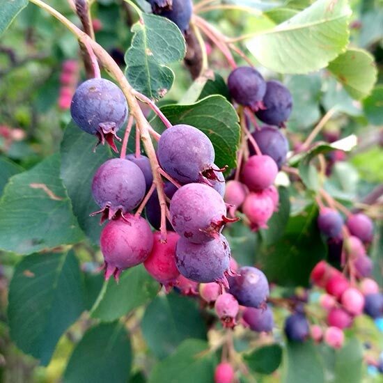 Fanyarka (Amelanchier alnifolia ‘Sleyt’)