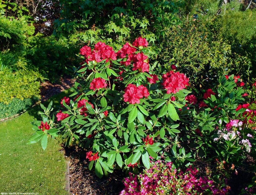 Mésztűrő rododendron ‘Karl Naue’ (Rhododendron ‘Karl Naue’)