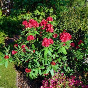 Mésztűrő rododendron ‘Karl Naue’ (Rhododendron ‘Karl Naue’)