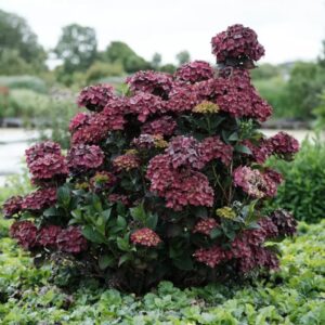 Kerti hortenzia (Hydrangea macrophylla ‘Chocolate Ever Belles’)