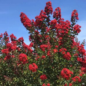 Selyemmirtusz (Lagerstroemia indica ‘Red Rocket’)