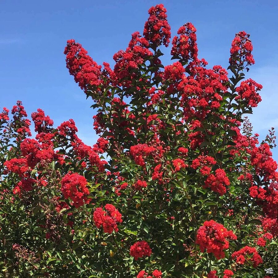 Selyemmirtusz (Lagerstroemia indica ‘Red Rocket’)