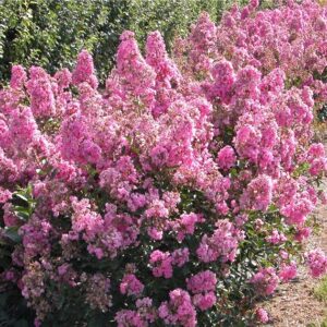 Törpe selyemmirtusz (Lagerstroemia indica ‘Petite Orchidée’)