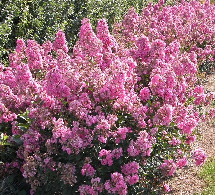 Törpe selyemmirtusz (Lagerstroemia indica ‘Petite Orchidée’)