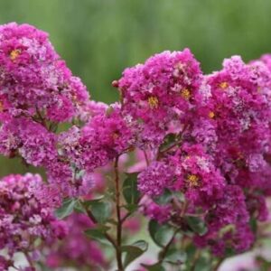 Selyemmirtusz (Lagerstroemia indica ‘Indiya Charms Violet’)