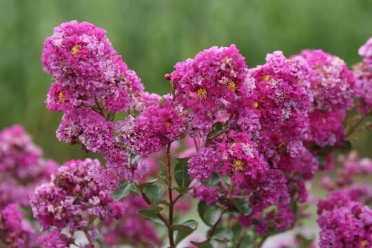 Selyemmirtusz (Lagerstroemia indica ‘Indiya Charms Violet’)