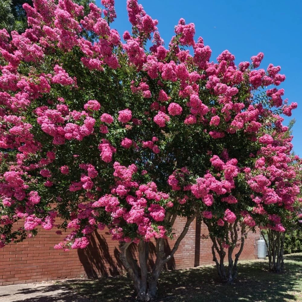 Selyemmirtusz (Lagerstroemia indica ‘Comanche’)