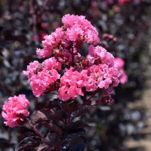 Selyemmirtusz (Lagerstroemia indica ‘Black Diamond Shell Pink’)