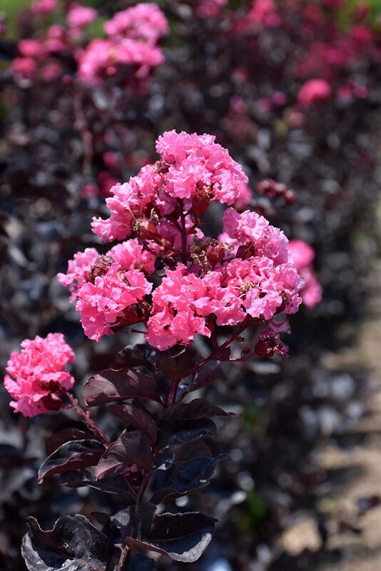 Selyemmirtusz (Lagerstroemia indica ‘Black Diamond Shell Pink’)