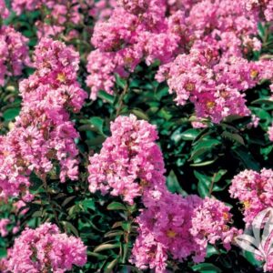 Törpe selyemmirtusz (Lagerstroemia indica ‘Coral Filli’)