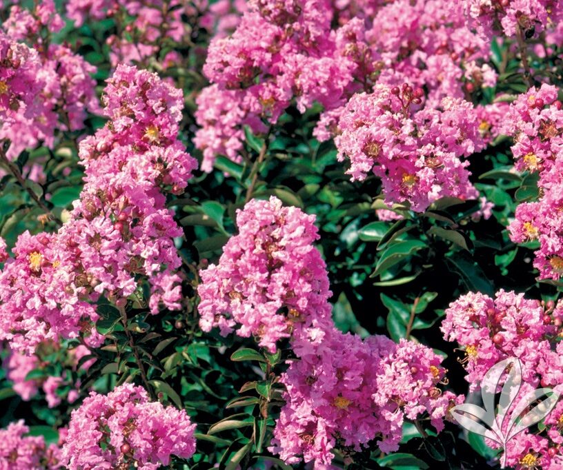 Törpe selyemmirtusz (Lagerstroemia indica ‘Coral Filli’)