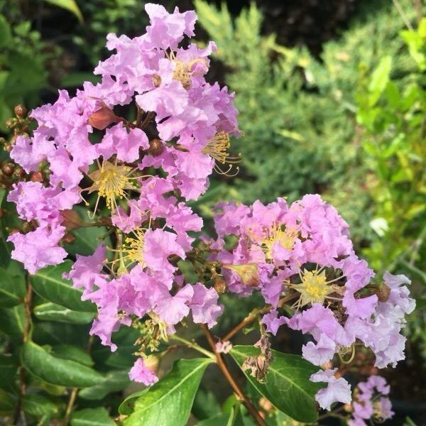 Selyemmirtusz (Lagerstroemia indica ‘Apalachee’)