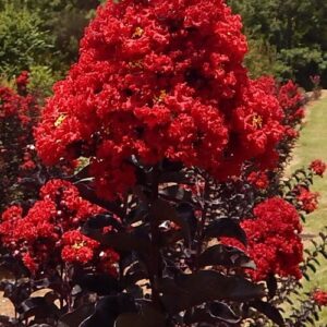 Selyemmirtusz (Lagerstroemia indica ‘Black Diamond Best Red’)
