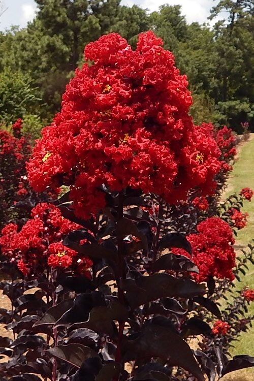 Selyemmirtusz (Lagerstroemia indica ‘Black Diamond Best Red’)
