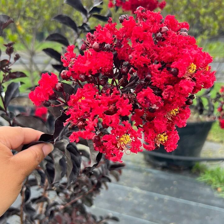 Selyemmirtusz (Lagerstroemia indica ‘Black Diamond Crimson Red’)