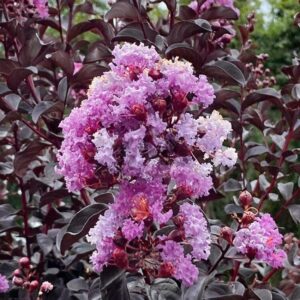 Selyemmirtusz (Lagerstroemia indica ‘Black Diamond Purely Purple’)