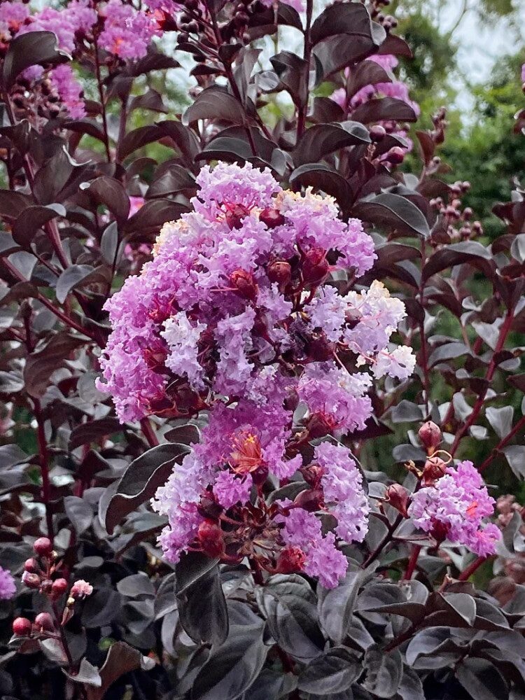 Selyemmirtusz (Lagerstroemia indica ‘Black Diamond Purely Purple’)