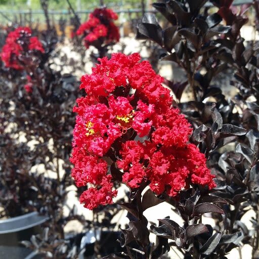 Selyemmirtusz (Lagerstroemia indica ‘Black Diamond Red Hot’)