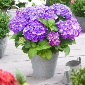 Kislevelű kerti hortenzia (Hydrangea macrophylla ‘Little’)