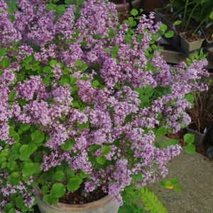 Törpe orgona (Syringa meyeri ‘Palibin’)