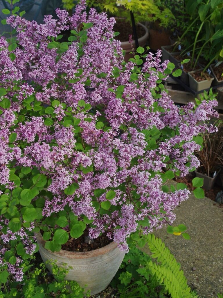 Törpe orgona (Syringa meyeri ‘Palibin’)