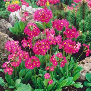 Rózsaszín kankalin (Primula rosea ‘Grandiflora’)