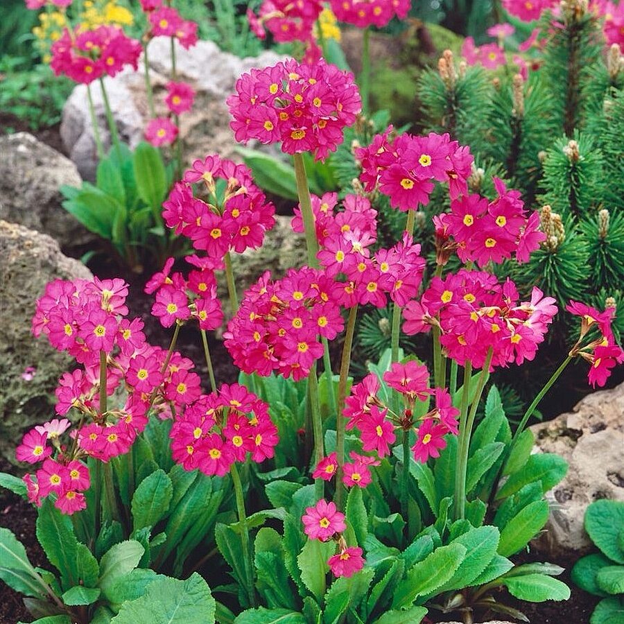 Rózsaszín kankalin (Primula rosea ‘Grandiflora’)