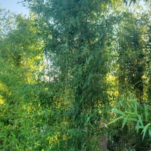 Bambusz (Phyllostachys sp.)