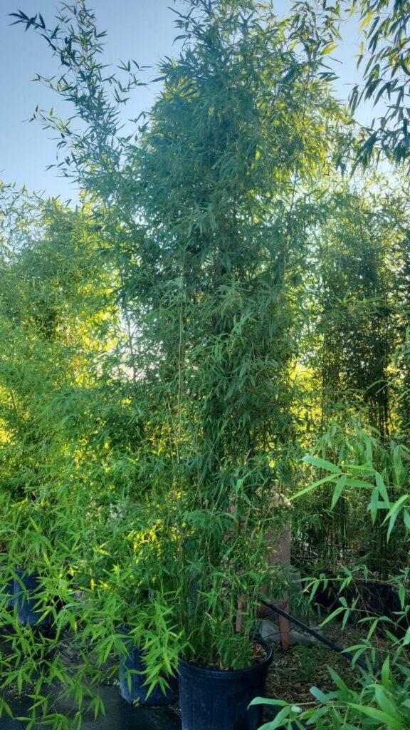 Bambusz (Phyllostachys sp.)