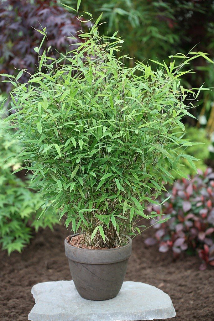 Világoszöld ernyős bambusz (Fargesia murielae ‘Light Green’)