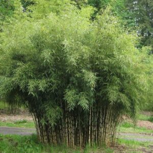 Ernyős bambusz (Fargesia murielae ‘Wisebear’)