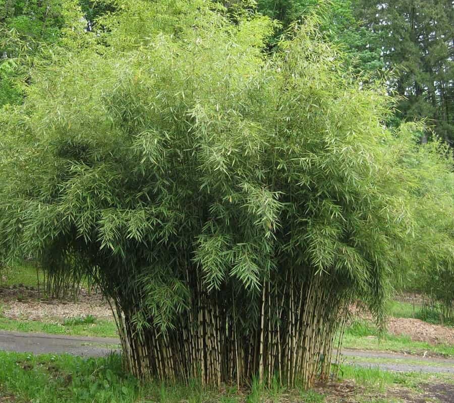 Ernyős bambusz (Fargesia murielae ‘Wisebear’)