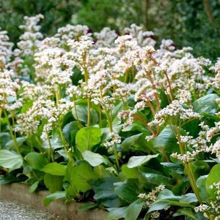 Fehér virágú bőrlevél (Bergenia cordifolia ‘Bressingham White’)