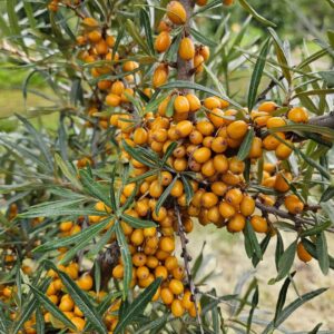 Termős homoktövis (Hippophae rhamnoides ‘Hergo’)