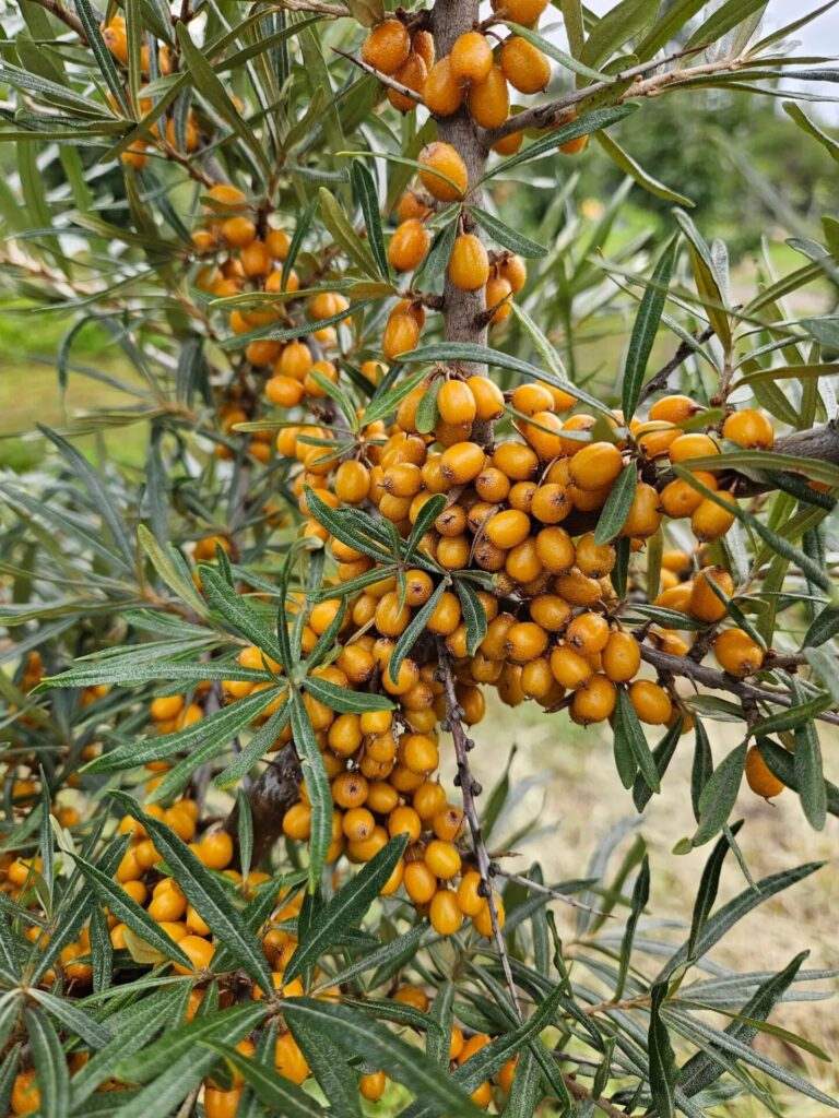 Termős homoktövis (Hippophae rhamnoides ‘Hergo’)