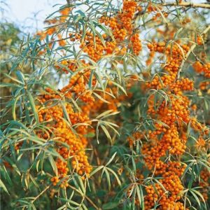 Termős homoktövis (Hippophae rhamnoides ‘Ascola’)