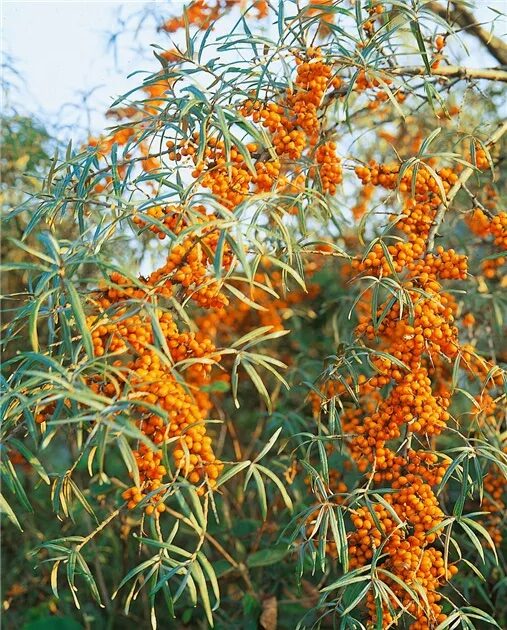 Termős homoktövis (Hippophae rhamnoides ‘Ascola’)