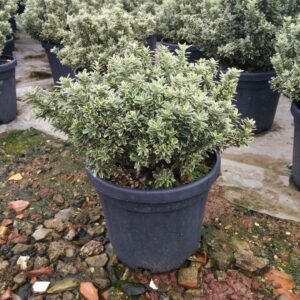Aranytarka törpe japán kecskerágó (Euonymus pulchellus ‘Aureovariegatus’)